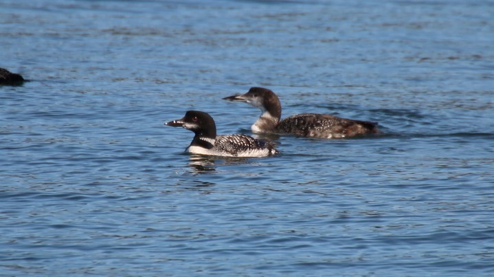 Loon, Common (Oregon) 1