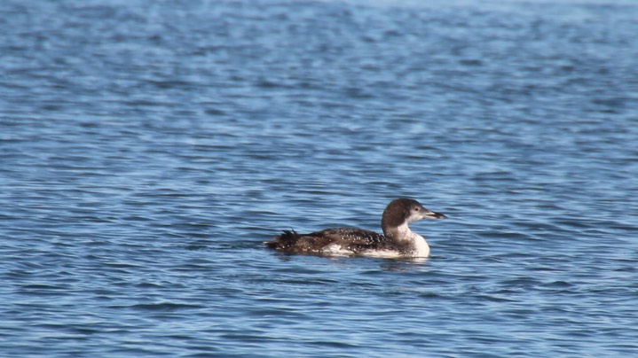 Loon, Common (Oregon) 2