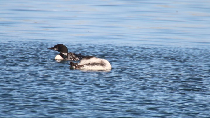 Loon, Common (Oregon) 4