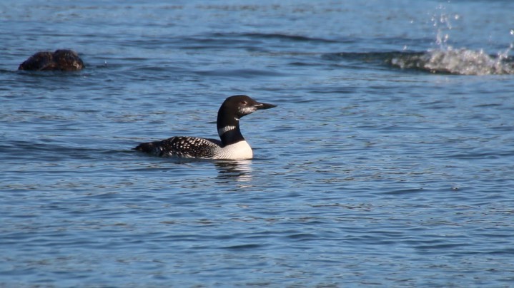 Loon, Common (Oregon)