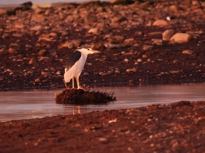 Night-Heron, Black-crowned 1