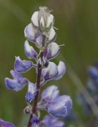 Lupinus sp. Rowena Dell, Columbia River Gorge, Oregon3