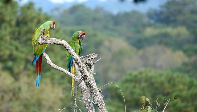 Macaw, Military - Ara militaris - Jalisco, Mexico