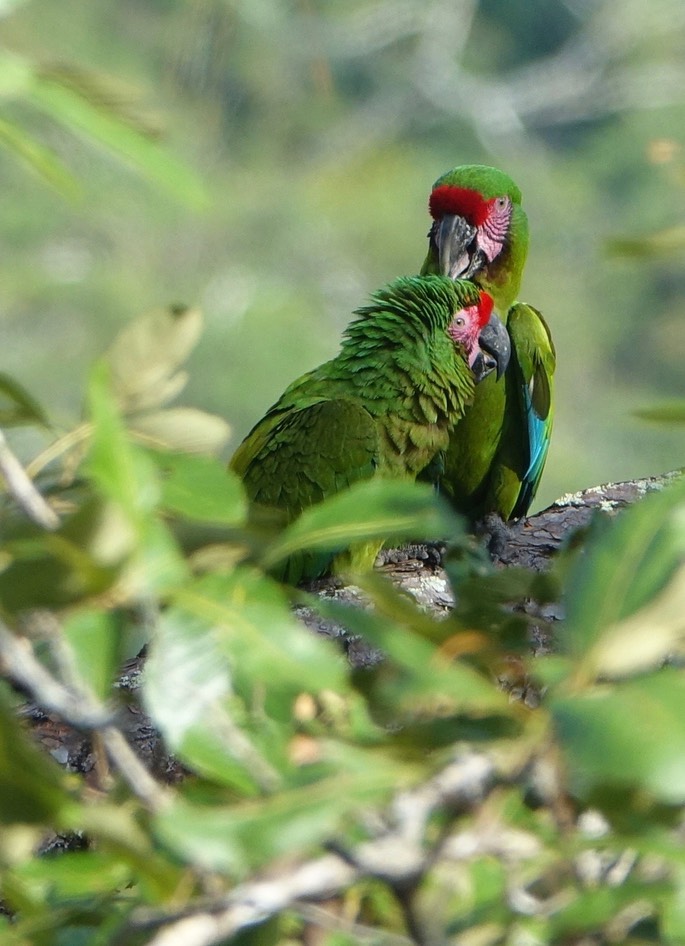 Macaw, Military - Ara militaris - Jalisco, Mexico3