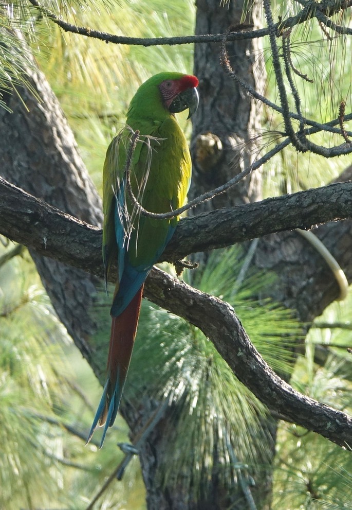 Macaw, Military - Ara militaris - Jalisco, Mexico1