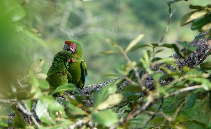 Macaw, Military - Ara militaris - Jalisco, Mexico2