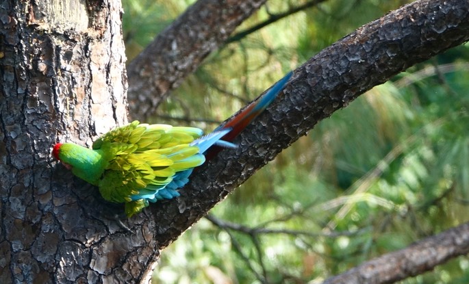 Macaw, Military - Ara militaris - Jalisco, Mexico9