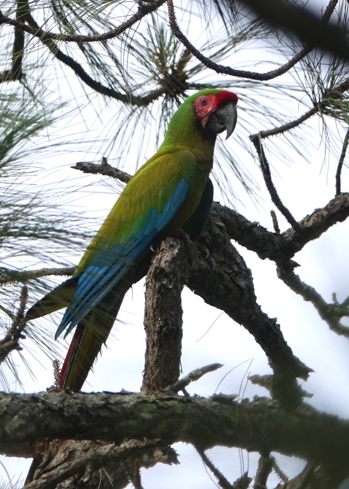 Macaw, Military - Ara militaris - Jalisco, Mexico5