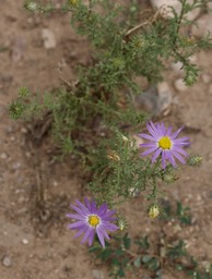 Machaeranthera tanactifolia, Tansy Aster3