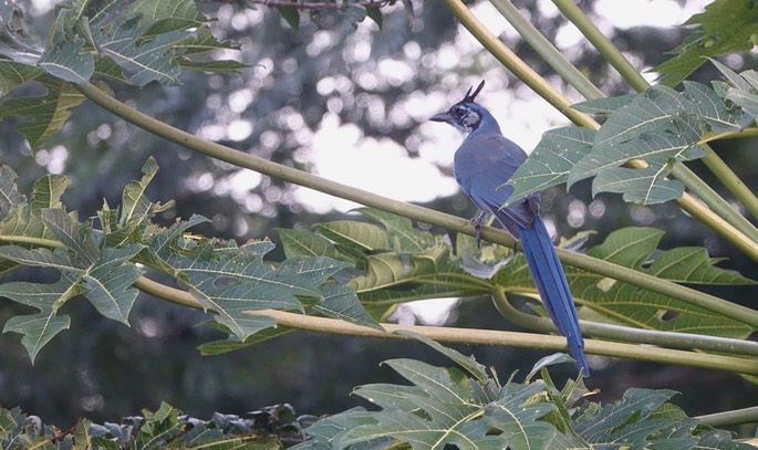 Magpie-Jay, Black-throated - Rancho Primavera7