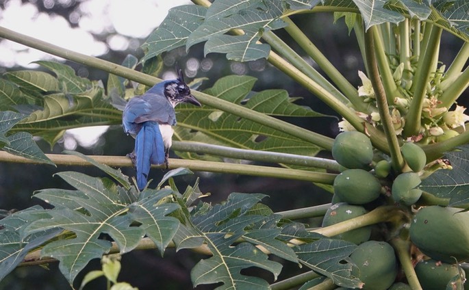 Magpie-Jay, Black-throated - Rancho Primavera6