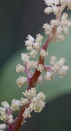 Maianthemum racemosum 1