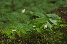 Maianthemum racemosum