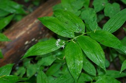 Maianthemum stellatum3