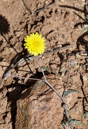 Malacothrix fendleri, Desert Dandelionw2