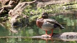 Mallard (Washington)