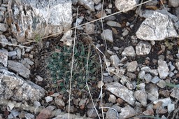  Mammillaria heyderi, Little Nipple Cactus   1