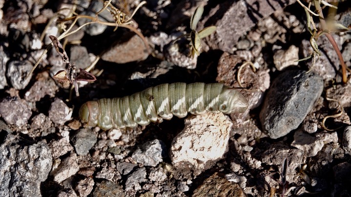 Manduca quinquemaculata, Tomato Hornworm3