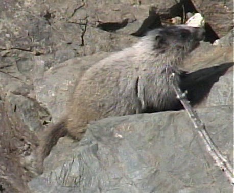 Marmot, Hoary 3