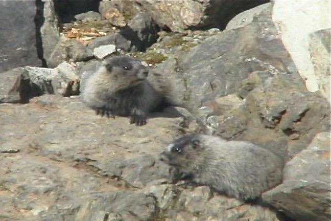 Marmot, Hoary 4