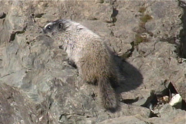 Marmot, Hoary 5