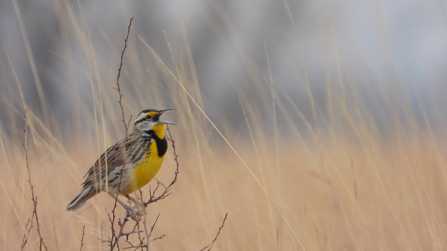 Meadowlark, Eastern - Kansas 2022 2