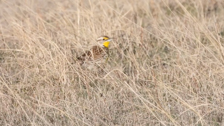 Meadowlark, Western Kansas 2022