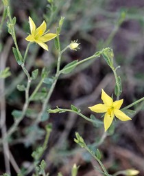 Menodora scabra, Rough Menodora1