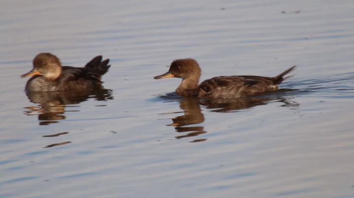 Merganser, Hooded (Juvenile) (Washington)