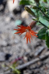 Mexican Catch-Fly:Cardinal Catchfly - Silene laciniata 1