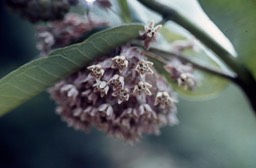 milkweed385