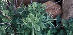 Mimosa quadrivalis var. occidentalis, Western Sensitive Briar