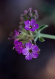 Mirabilis albida,White Four O'Clock4