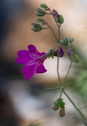 Mirabilis linearis var linearis 5