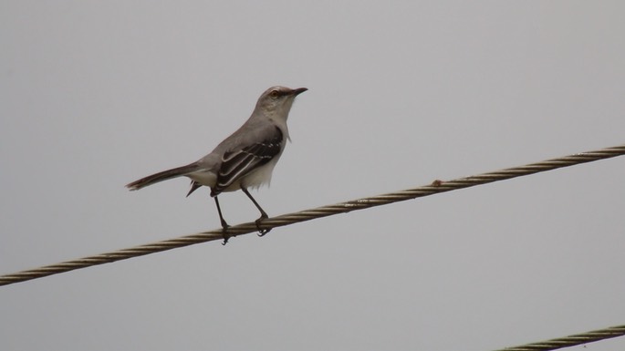 Mockingbird, Tropical 1