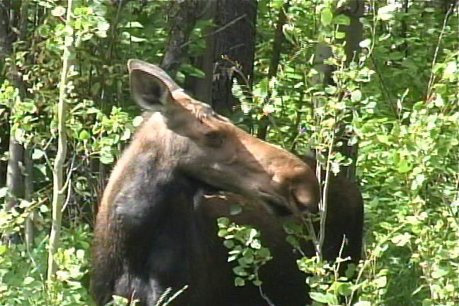 Moose 2_1