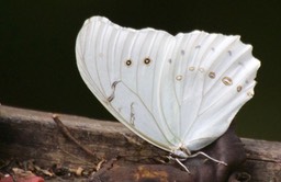 morpho-polyphemus--white_med-2