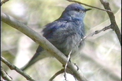 Mountain Bluebird