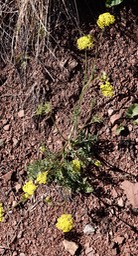 Mountain Parsley, Cymopterus lemmonii063019a