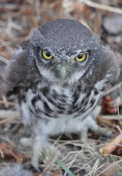 Mountain Pygmy Owl, Glaucidium gnoma b