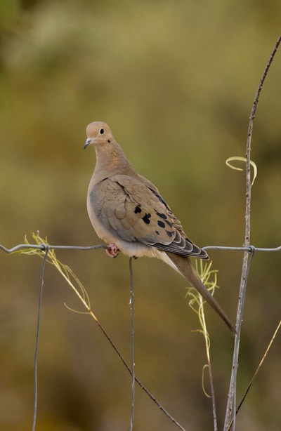 Mourning Dove Tucson 2