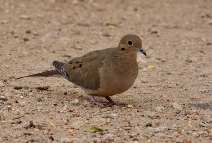 Mourning Dove Tucson 4