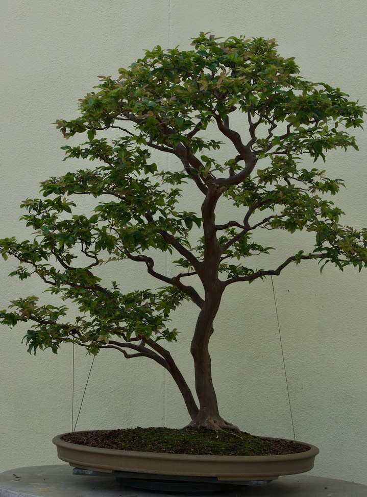 National Bonsai & Penjing Museum - 16