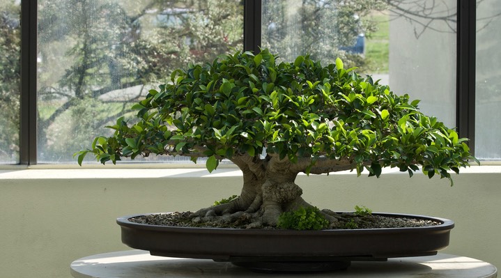 National Bonsai & Penjing Museum - 18