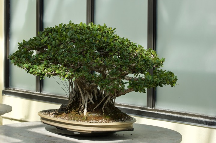 National Bonsai & Penjing Museum - 23