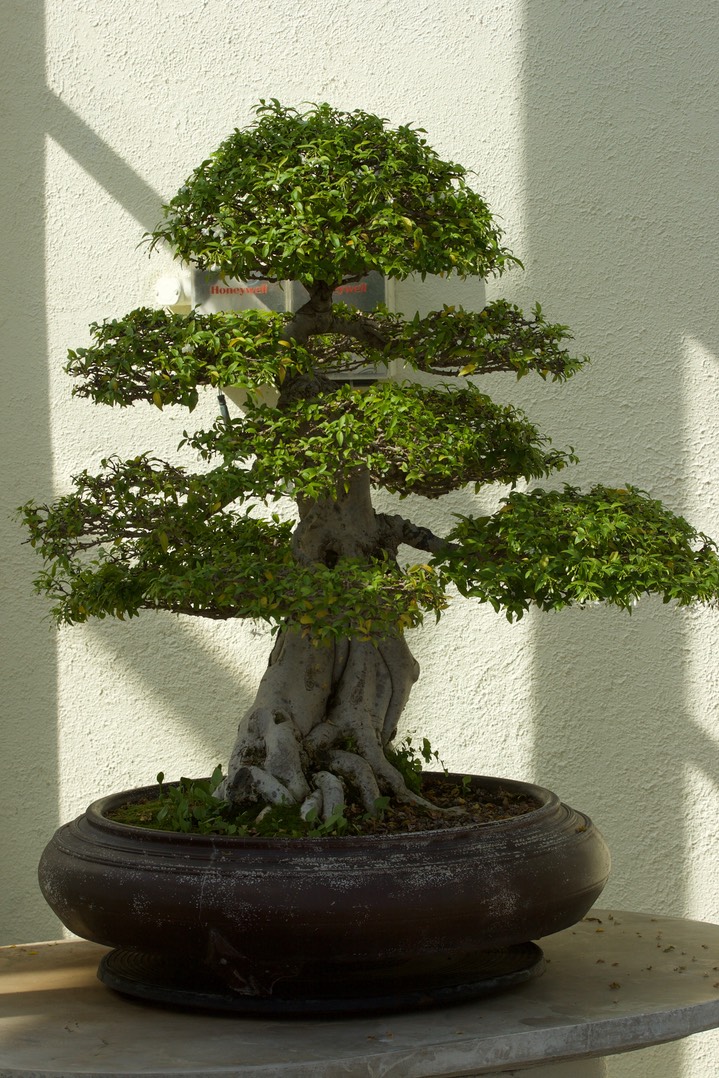 National Bonsai & Penjing Museum - 25