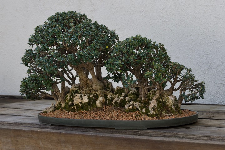 National Bonsai & Penjing Museum - 27