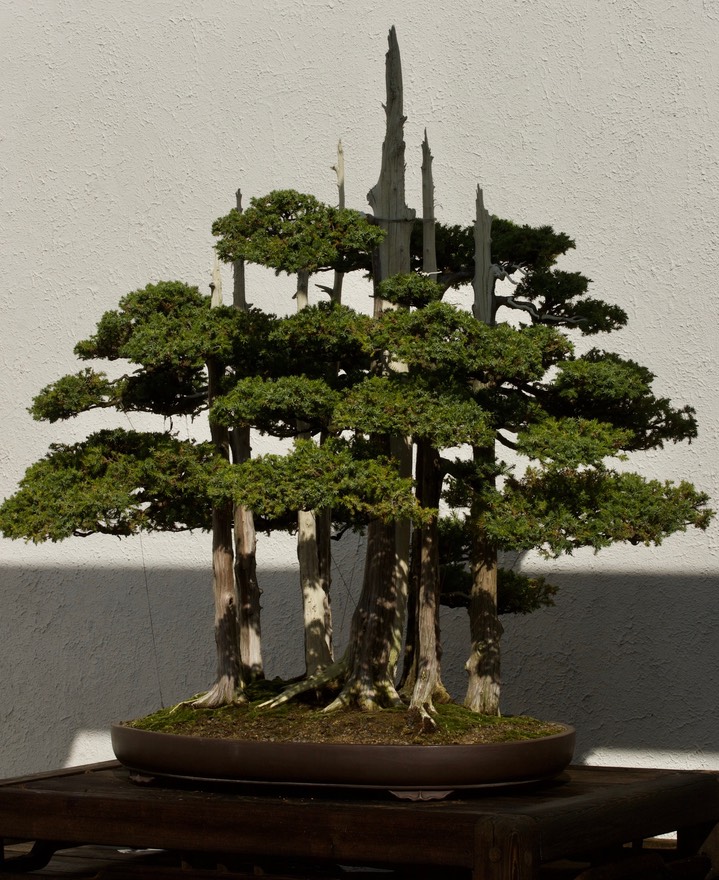 National Bonsai & Penjing Museum - 29