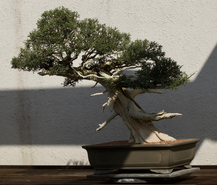 National Bonsai & Penjing Museum - 30