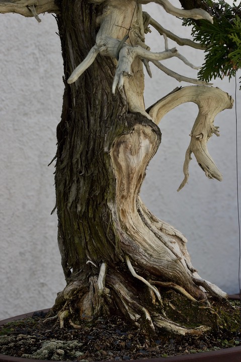 National Bonsai & Penjing Museum